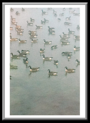 Canadian Geese in Morning Fog